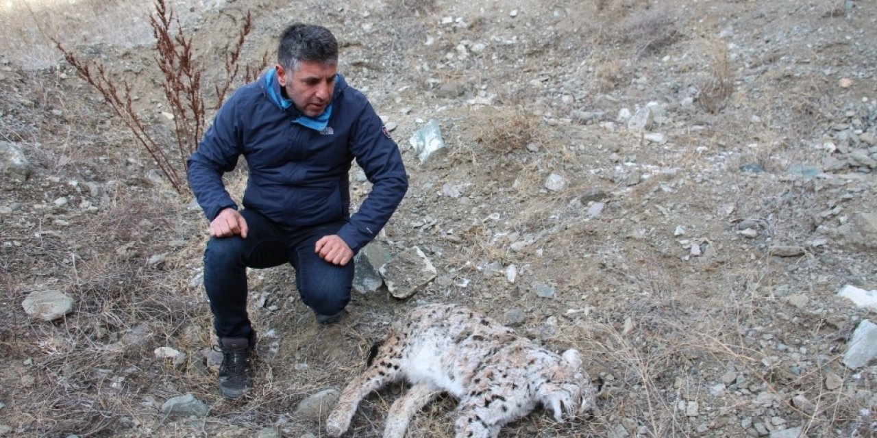 Kaçak Avcılar, Vaşak Vurdu