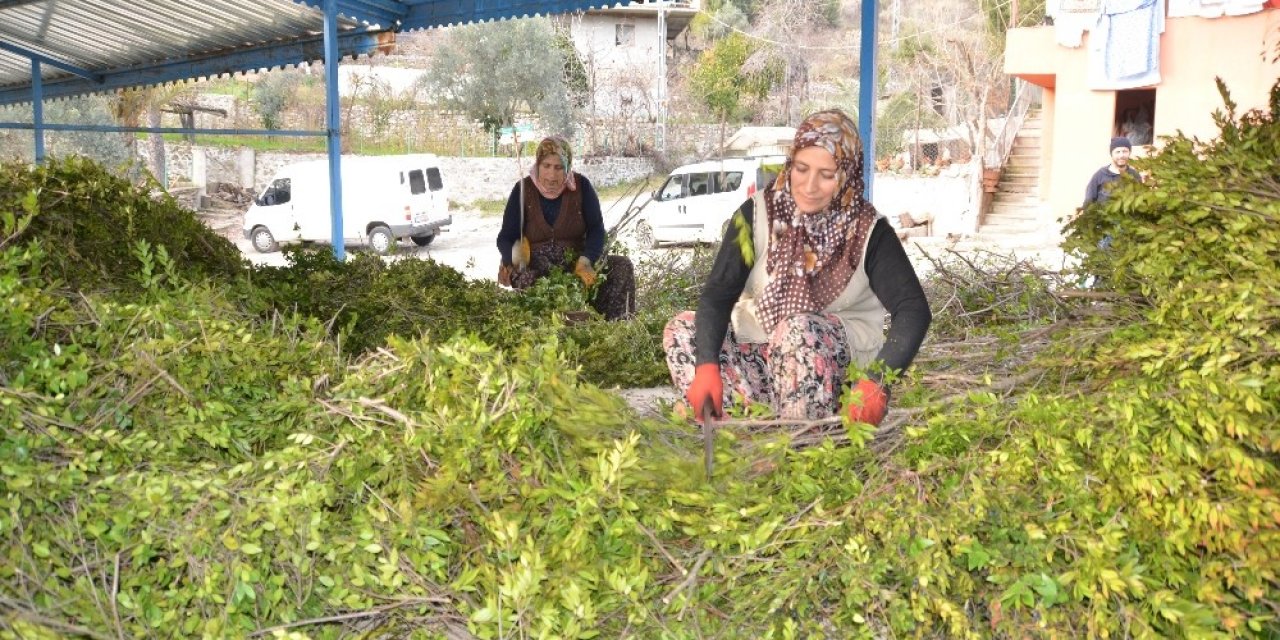 Köylünün Yeni Geçim Kaynağı Yaban Mersini Yağı