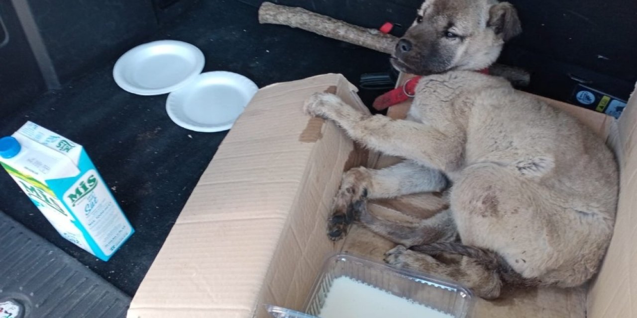 Akdağ’da Donmak Üzere Olan Köpeğin İmdadına Vatandaşlar Yetişti