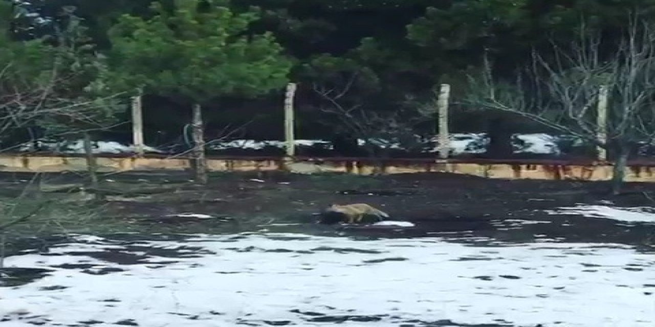 Tavuğunu Yiyen Tilkiye "afiyet Olsun" Dedi