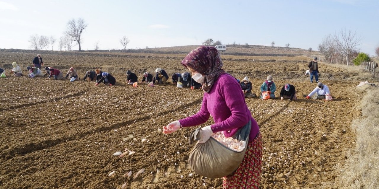 Kuraklık Korkusu Nedeniyle Taşköprü Sarımsağı Bu Yıl Toprakla Erken Buluştu