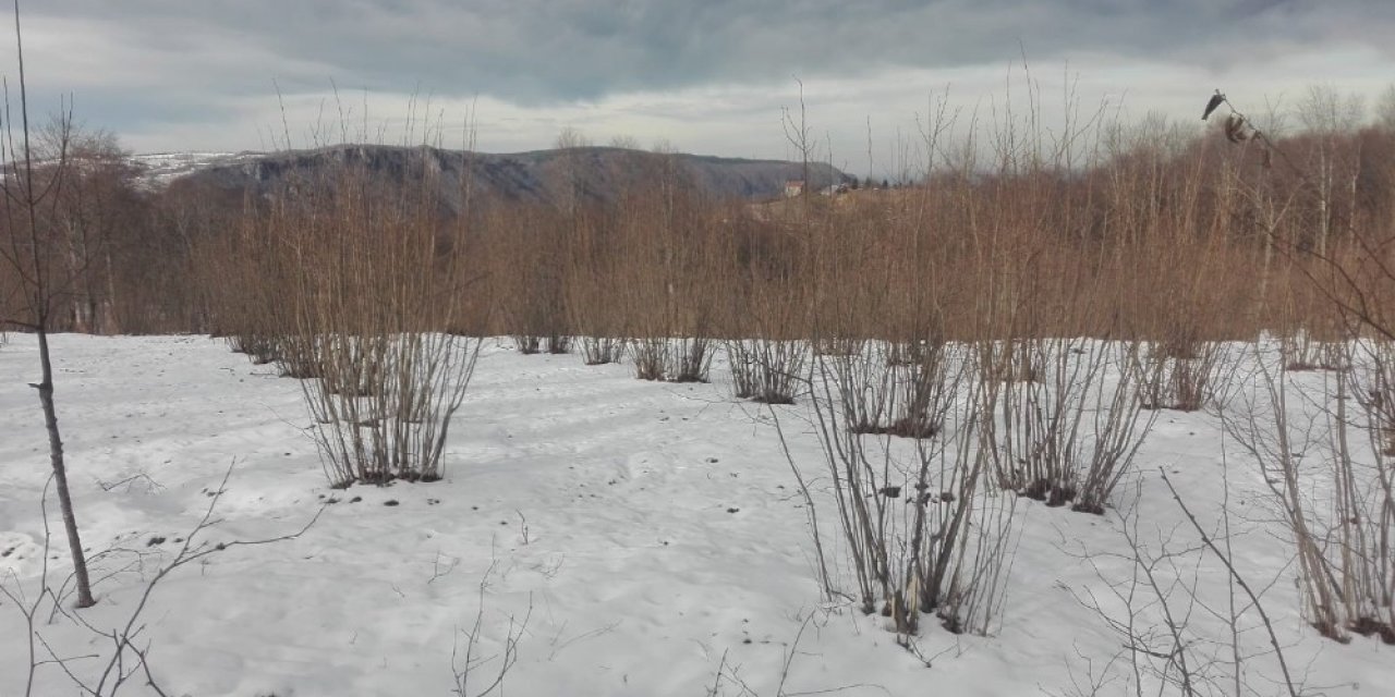 Ordu’daki Kar Yağışı, Fındığın Verimini Arttıracak