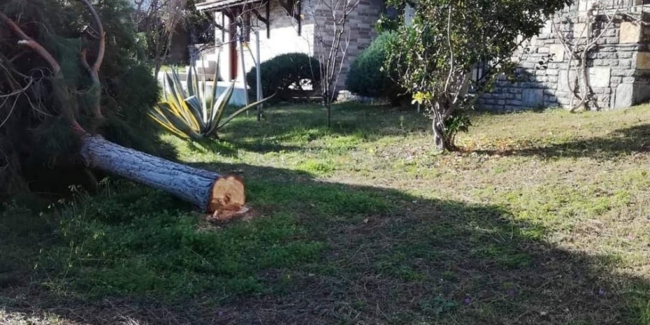 Deniz Manzarasını Kapatıyor Diye Ağaçları Kestiler