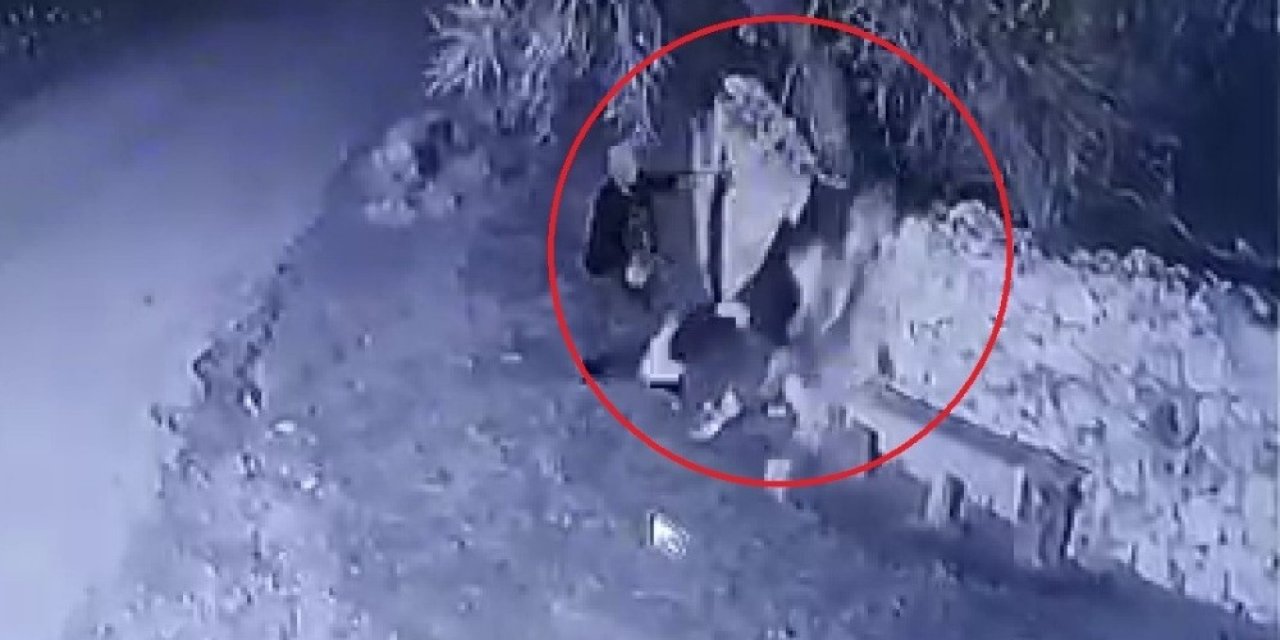 Bahçe Duvarından Aşırarak Buzağı Çalan Hırsızlar Güvenlik Kamerasında