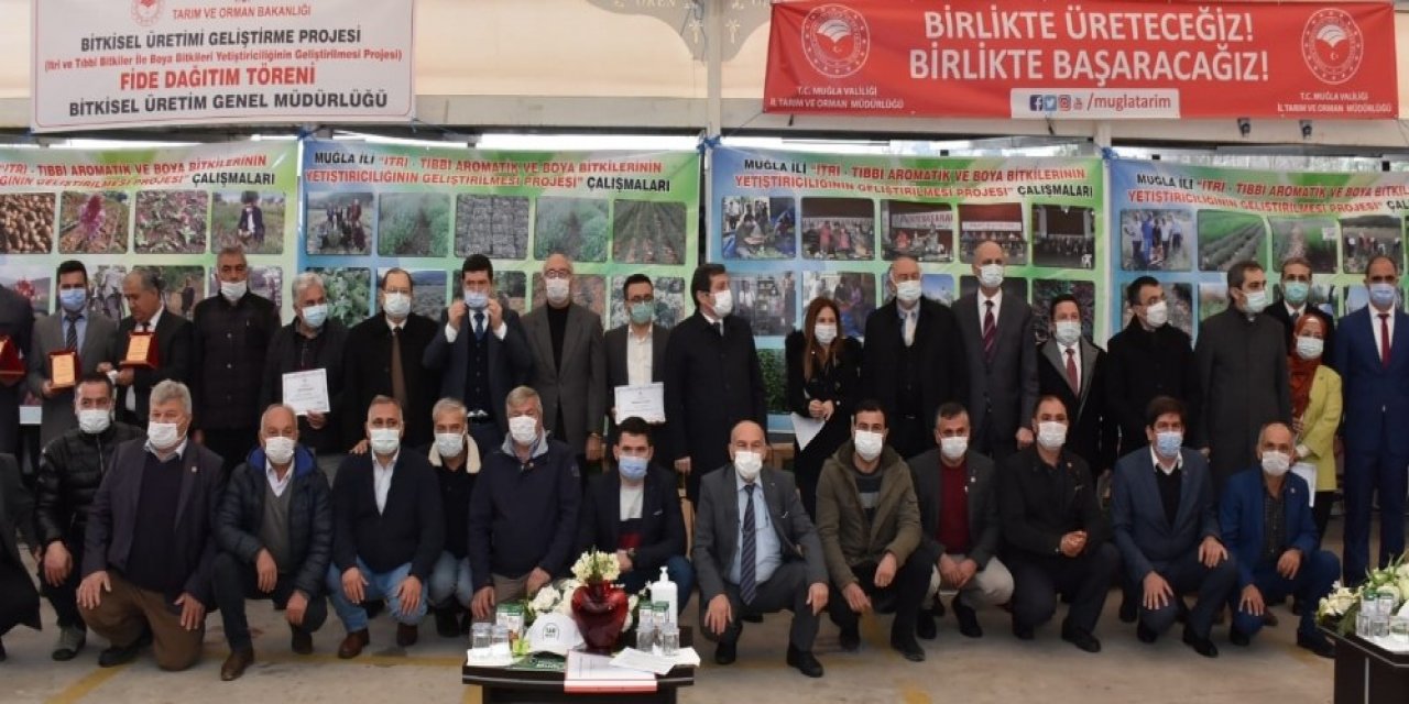 Milas’ta 300 Bin Ada Çayı Fidesi Dağıtıldı