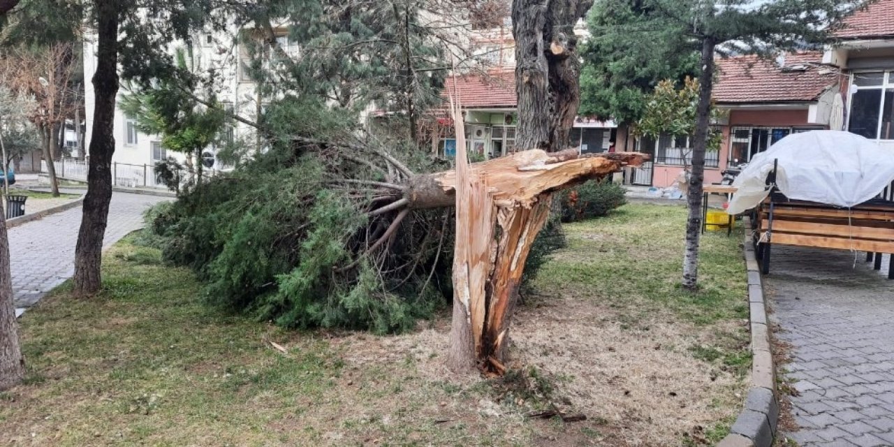 Buldan’da Ağaçlar Şiddetli Rüzgara Dayanamadı
