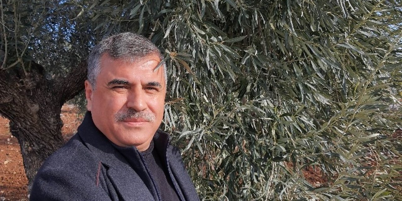 Kilis’te Zeytin Yaprağı Araştırılıyor