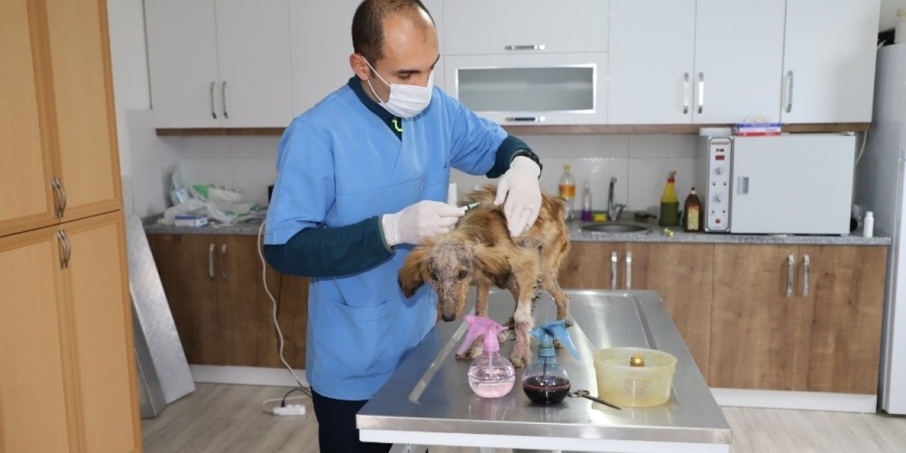 Seydikemer Belediyesi Hasta Köpeğe Sahip Çıktı