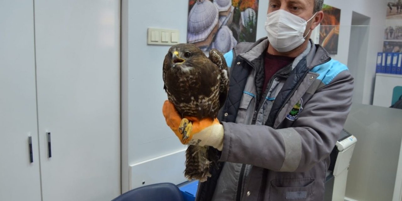 Yaralı Şahine Önce Vatandaş, Sonra Belediye Sahip Çıktı