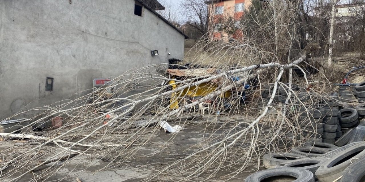 Şiddetli Rüzgar Ağacı Kökünden Söktü