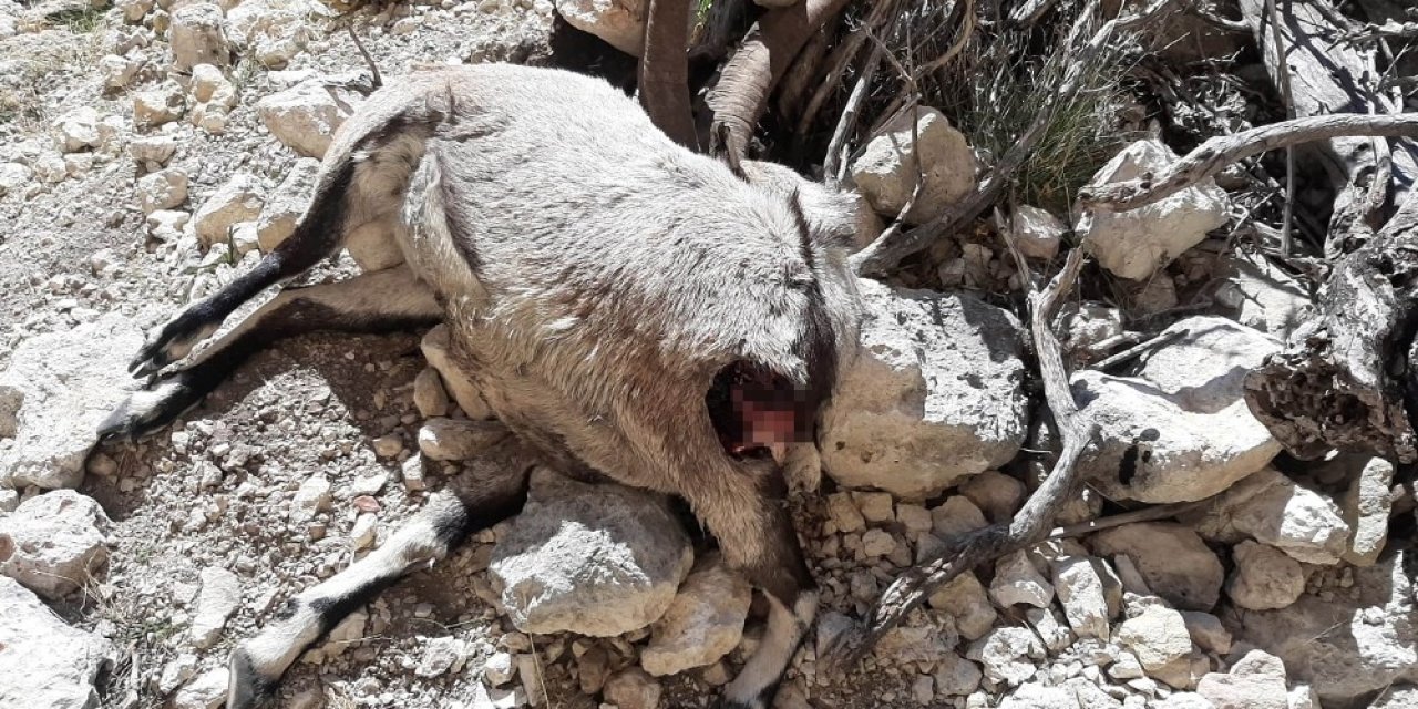 Mersin’de Nesli Tehlike Altında Bulunan 7 Yaban Keçisi Ölü Bulundu