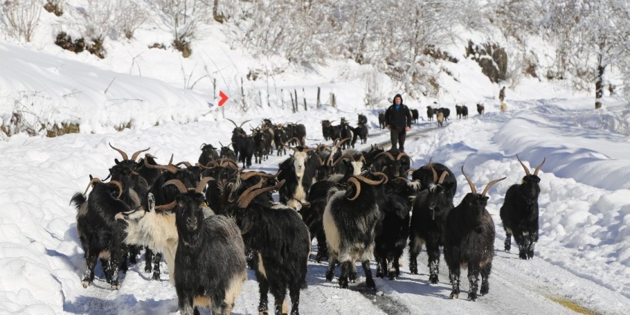 Artvin’de Besicilerin Zorlu Kış Şartlarıyla Mücadelesi