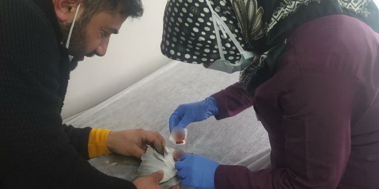 Yaralı Güvercin Devlet Hastanesinde Tedavi Edildi