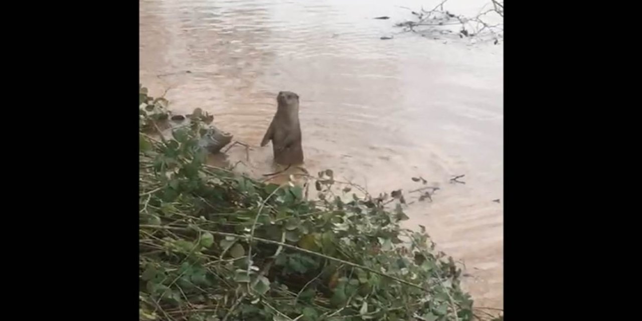 Bartın Irmağı’nda Su Samuru Görüldü
