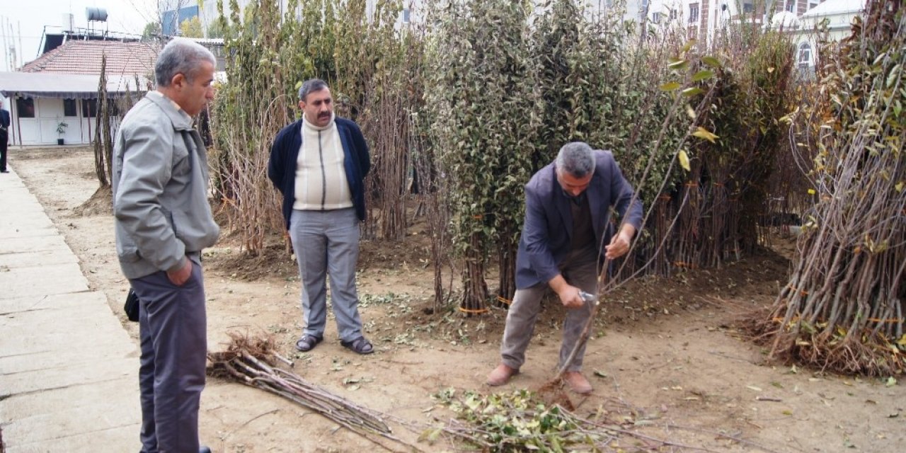 Kayısıda Fiyatlar Yükseldi, Fidan Satışları Arttı