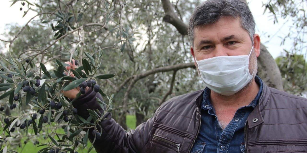 Manisa’da Zeytin Üreticisinin Yüzü Güldü