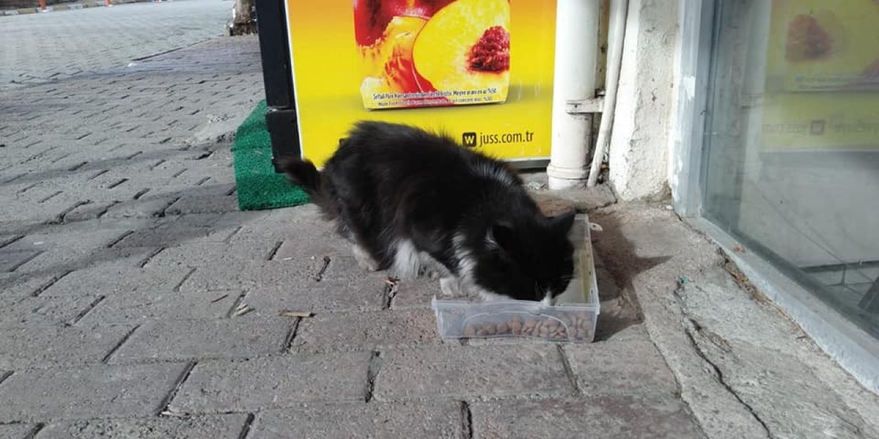 Cide’de Sokak Hayvanlarına Mama Dağıtıldı