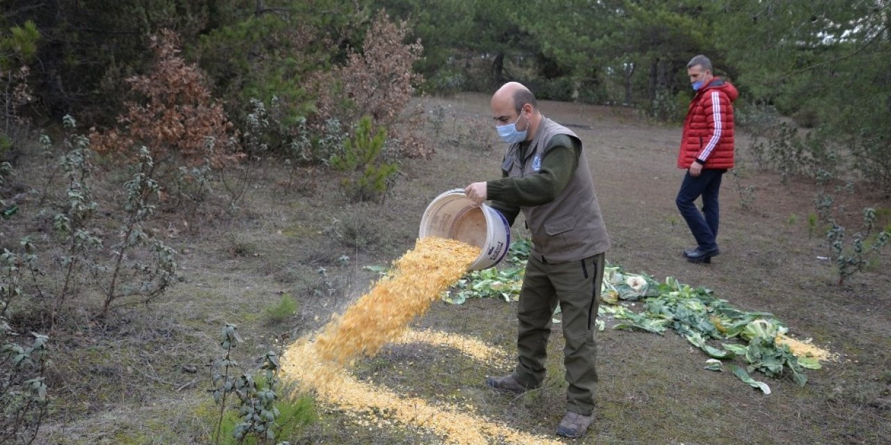 Pazar Alanından Toplanan Atıl Yeşillik Ve Meyveler Yaban Hayvanları İçin Doğaya Bırakıldı