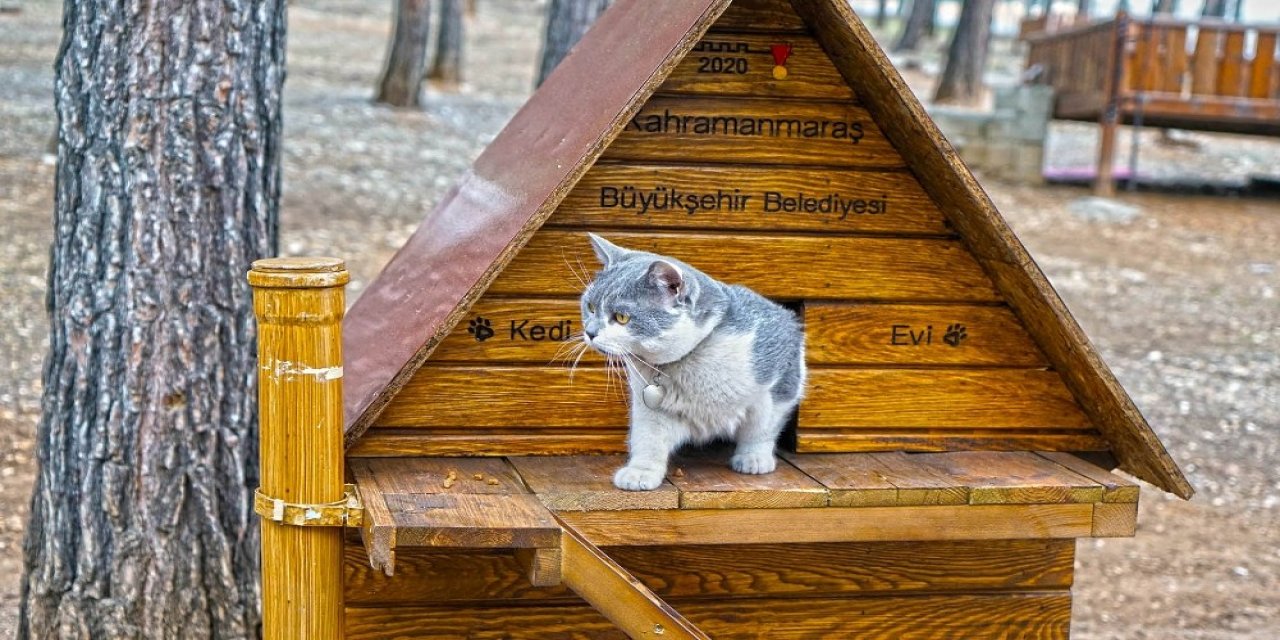 Kahramanmaraş’ta Sokak Hayvanlarına 37 Ton Mama