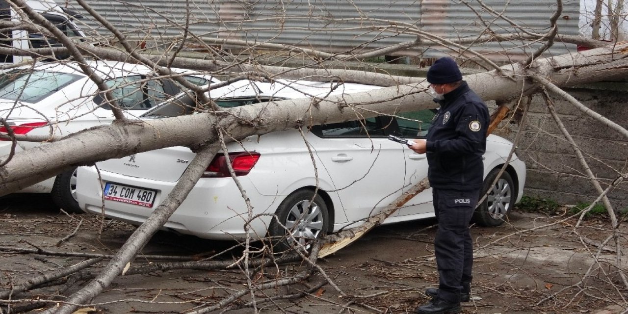 Samsun’da Şiddetli Rüzgarda Kırılan Ağaç Otomobilin Üzerine Düştü