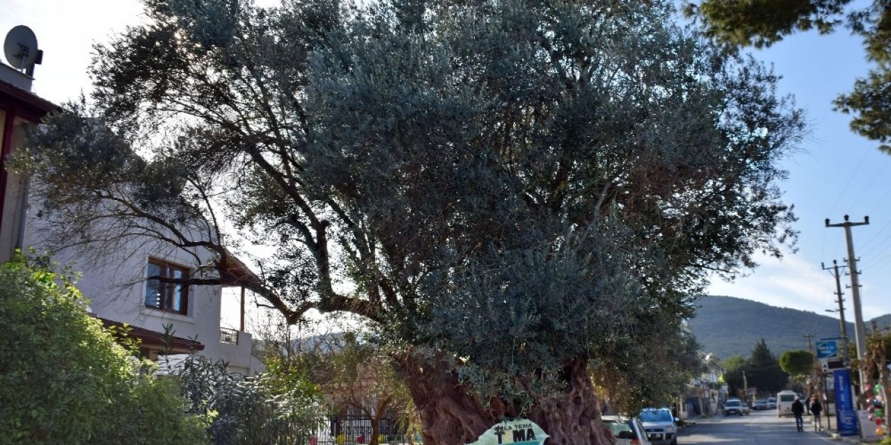 Asırlık Zeytin Ağaçları Tarihe Meydan Okuyor