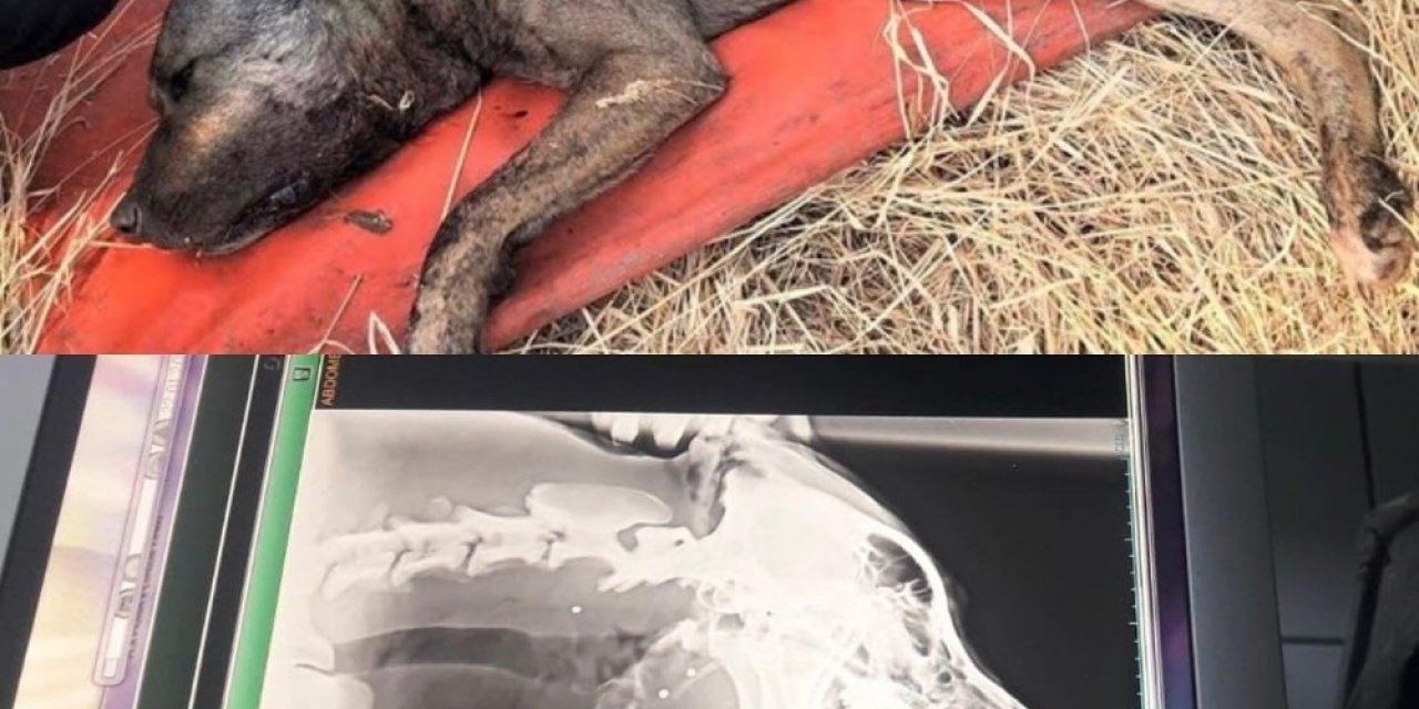 Av Tüfeği İle Köpeği Vuran Şahıs Jandarma Tarafından Tespit Edildi
