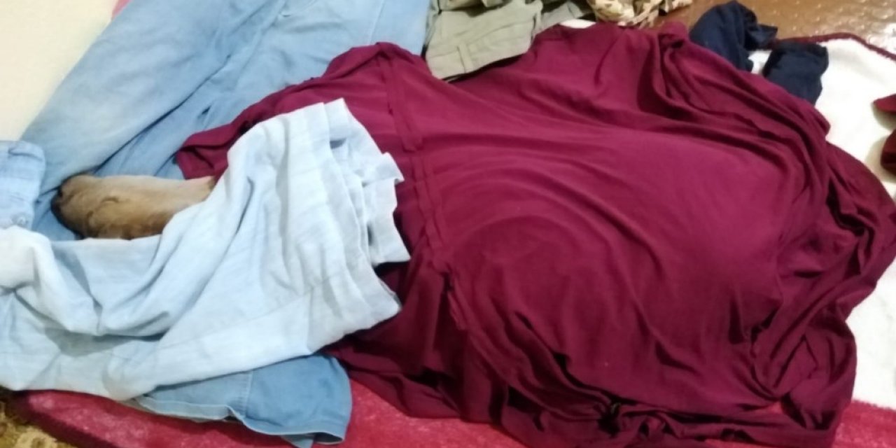 Şırnaklı Çiftçi, Yeni Doğan Buzağıyı Evine Alıp Bebek Gibi Beslemeye Başladı
