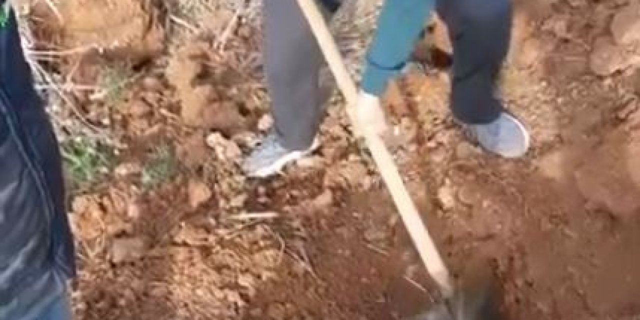Şanlıurfa’da Tilki Kurtarma Operasyonu