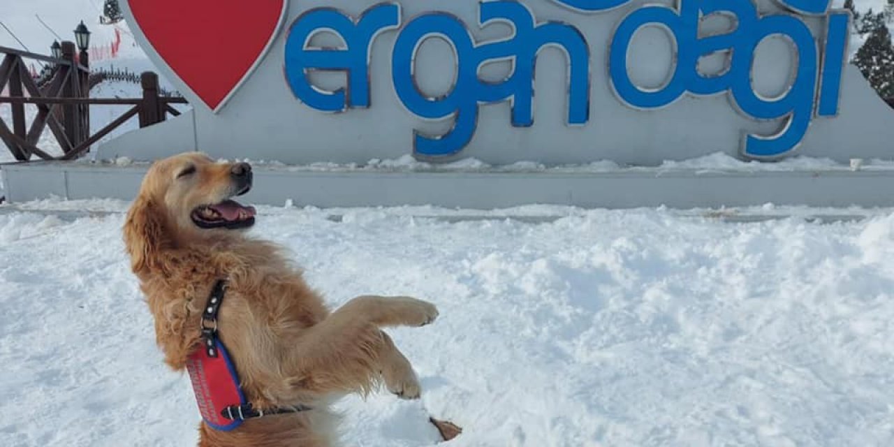 Jandarma Arama Kurtarma Köpeği ‘bulut’ Ergan’da Poz Verdi