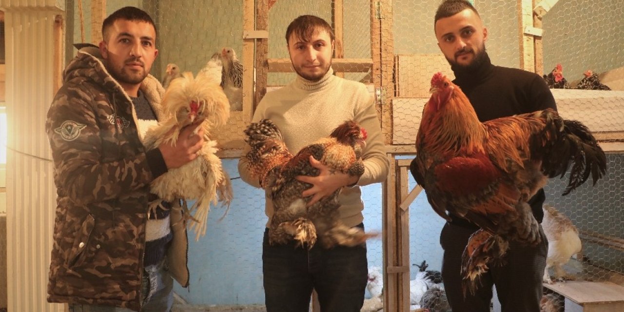 Çok Sevdiği Tavukları İçin Müstakil Ev Kiraladı