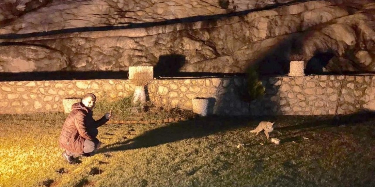 Aç Kalan Tilkiyi Ekmek Ve Çorbayla Beslediler