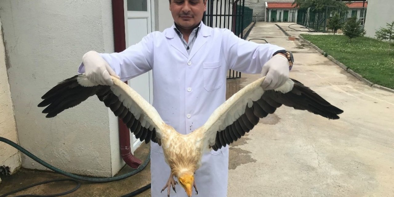 40’a Yakın Yaban Hayvanı Tedavi Edilerek Doğal Yaşam Alanlarına Bırakıldı