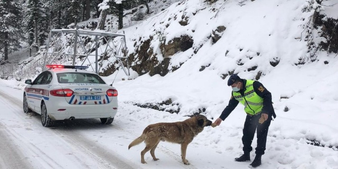 Antalya’da Jandarmadan Sokak Hayvanlarına Yiyecek