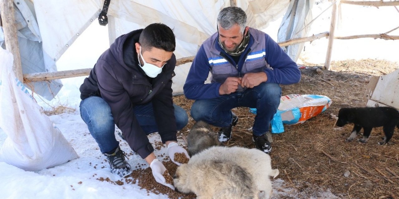 Erciş’te Sokak Hayvanları İçin Mama Bırakıldı