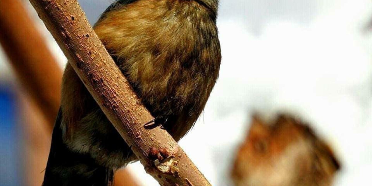 Fotoğraf Severler Uludere’de Kuş Türlerini Fotoğrafladı