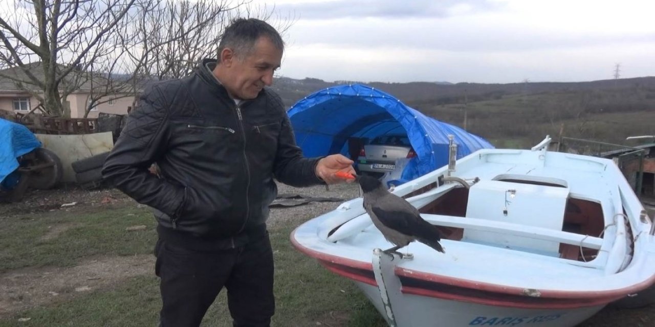 Otomobille Gezen Karga Görenleri Şaşırtıyor