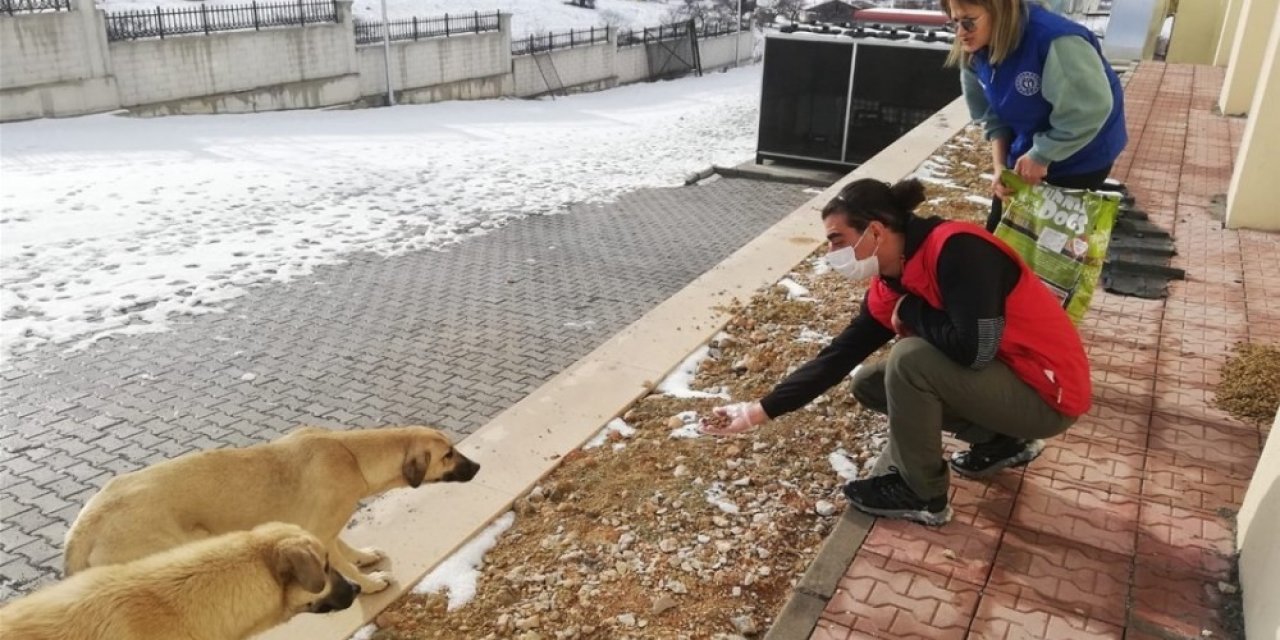 Sokak Hayvanlarına Yiyecek Desteği