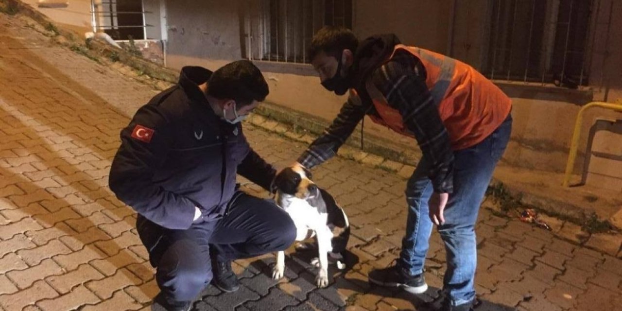 Sokakta Bulunan Köpeği, Belediye Başkanı Sahiplendi