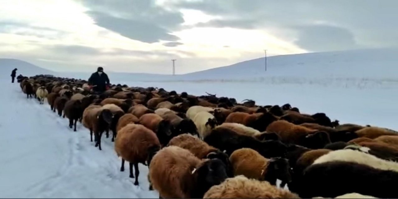 Karlı Yollarda Küçükbaş Hayvanların Zorlu Yolculuğu