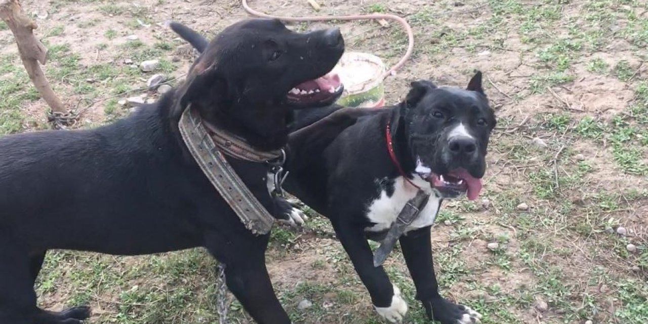 800 Tavuğa Bekçilik Eden Köpeğini Dere Kenarında Silahla Vurulmuş Halde Buldu