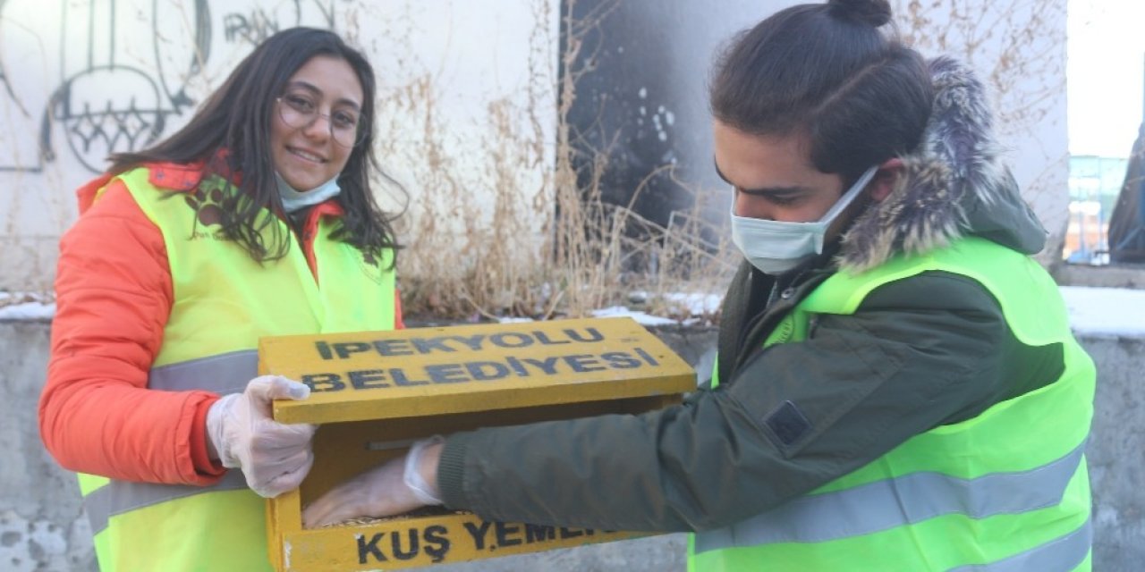 Buz Tutan Kentte Kuşlar İçin Sıcak Yuva