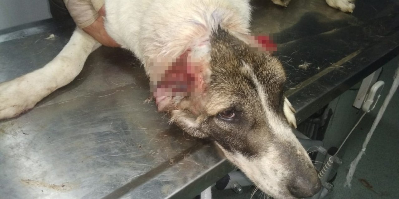 Kulakları Kesilen Köpek Tedavi Altında
