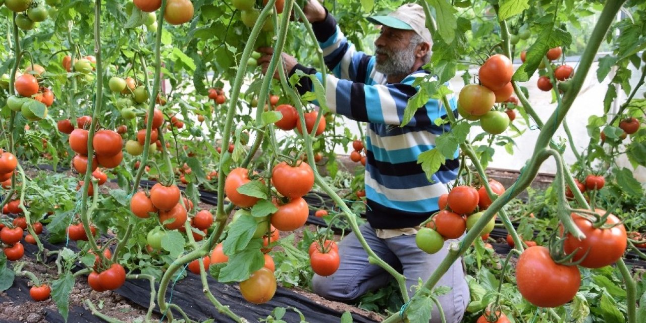 Domates Fiyatında Düşüş, Meyvede Rekor Artış Yaşanıyor
