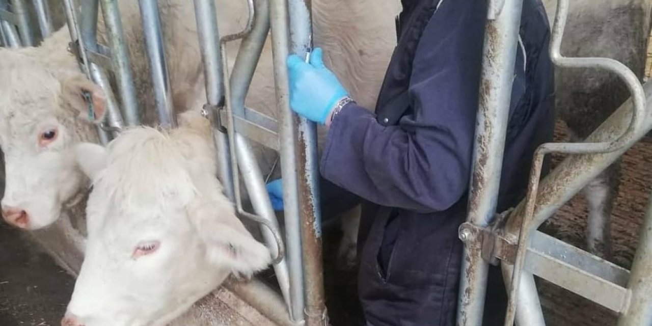 Tekirdağ’da Hayvanlar Tek Tek Kontrol Altına Alınıyor
