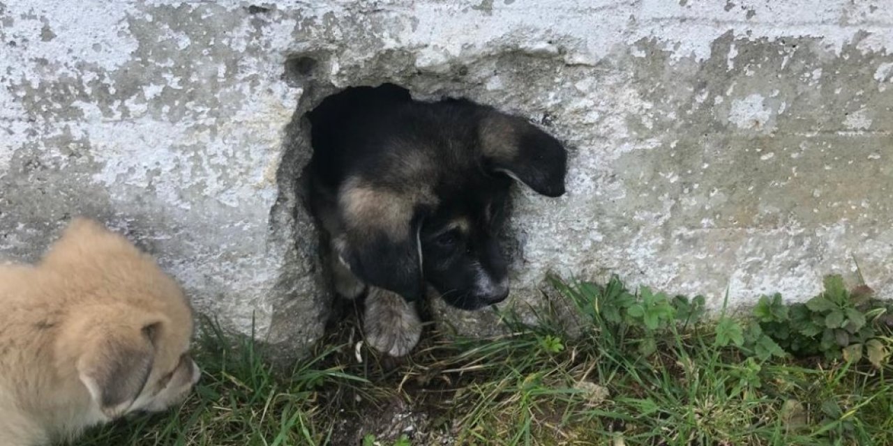 Ordu’da Yavru Köpek Operasyonu