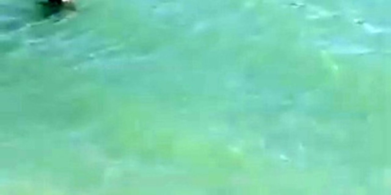 Nesli Tükenme Tehlikesi Altında Olan Su Samuru, Burdur’da Görüntülendi