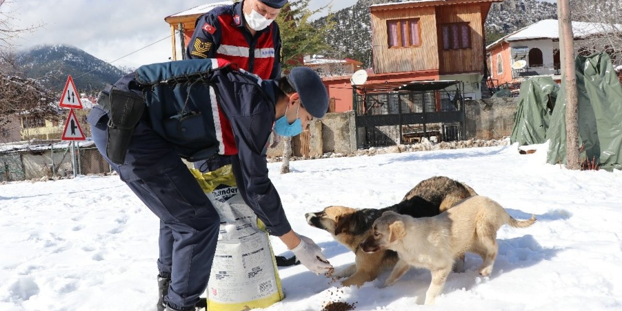 Jandarma Sokak Hayvanlarını Unutmuyor