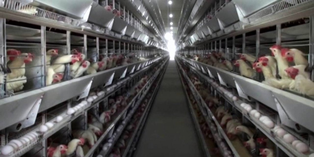 Yumurta Üreticileri Kafes Sistemine Yönelmeye Başladı