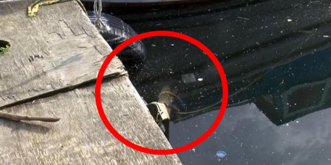 Küçükçekmece’de vahşet! Sokak köpeği göle atılarak öldürüldü
