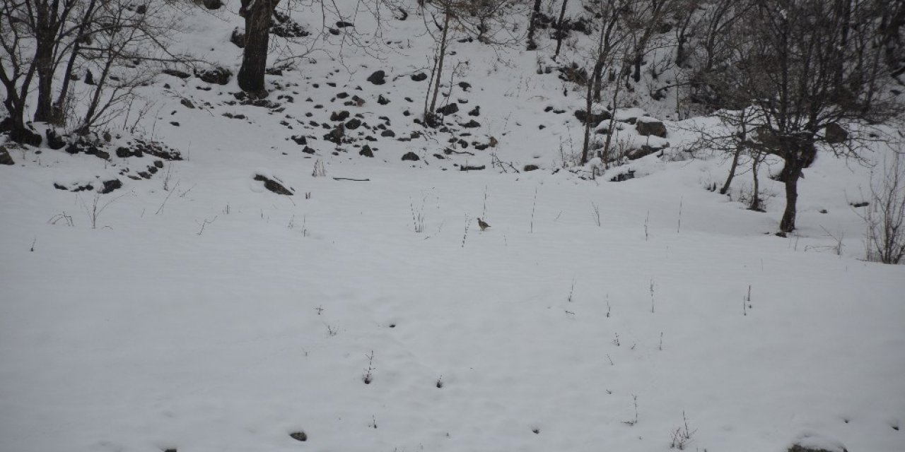 Aç Kalan Keklik Sürüsü Habur Çayı’na İndi